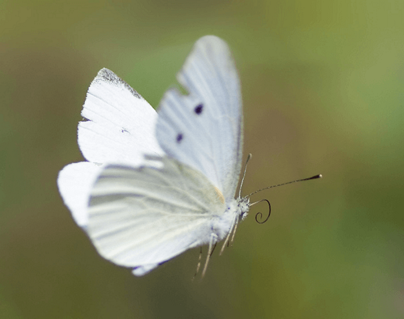 Ý nghĩa của bướm trắng